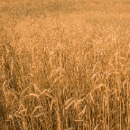 Golden-Ryegrass.jpg