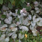 Caladiums-in-the-Bishop's-Garden.jpg