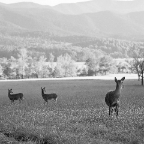 Startled-Deer-In-Sunlight.jpg
